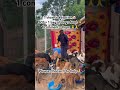 Please be kind for no reason and visit our PayPal link in bio to make a donation towards dogs food🙏