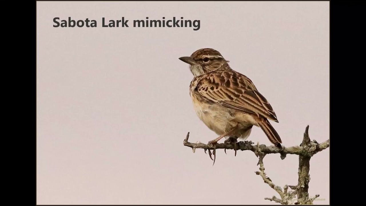 Sabota Lark mimicking several local species