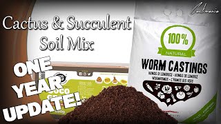 Soil Mix Experiment | One Year Update | #Cactus & #Succulents
