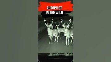 Wat gebeurt er als een Tesla een hert tegenkomt? De reactie van de AI