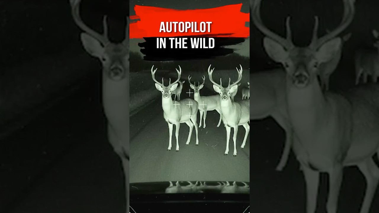 What Happens When A Tesla Encounters Deer? The AI's Reaction