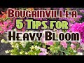 बोगनविलिया का पौधा भर जाएगा फूलों से दिसंबर महीने में Best fertilizer for Bougainvillea