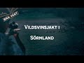 Vildsvinsjakt i Sörmland | BRA JAKT