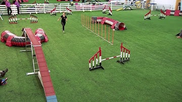 International Agility Training Week - Cueing the tunnel-contact discrimination - preview