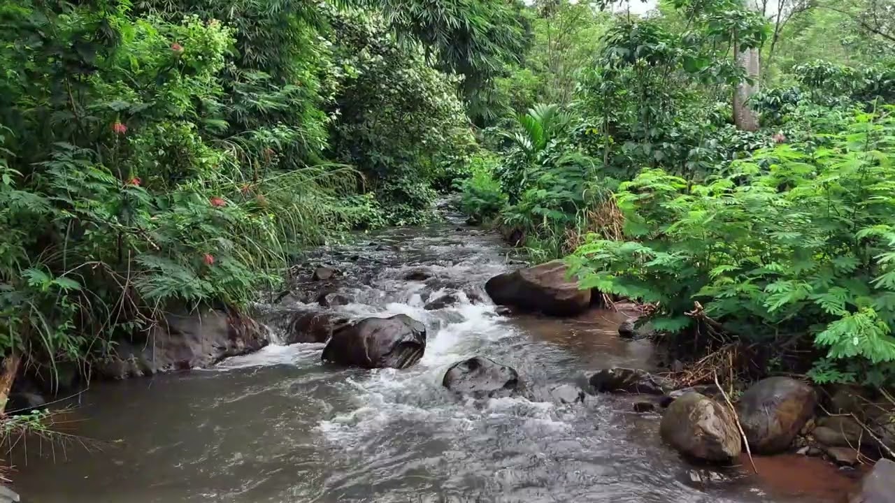 Soothing River in Green Tropical Forest for Deep Relaxation and Sleep