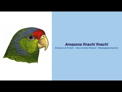 Video Encyclopedia of Parrot Species - #291 Amazona finschii