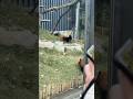 Red panda#travel #japan #youtubeshorts