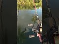 Pescaria Ultralight BFS de Robalo no Stick! #riosaofrancisco #Brasil