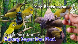 Suara Pikat Burung Sogon Ribut Kombinasi Pleci. 💯% Cepat Respon..