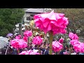 201７ 小芋祭り　井ノ口　階段上り