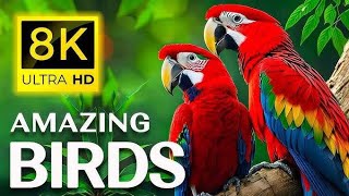 (4K) Breathtaking Colorful Birds of the Rainforest 2 Wildlife Nature Film *Jungle Sounds 90 Minutes*