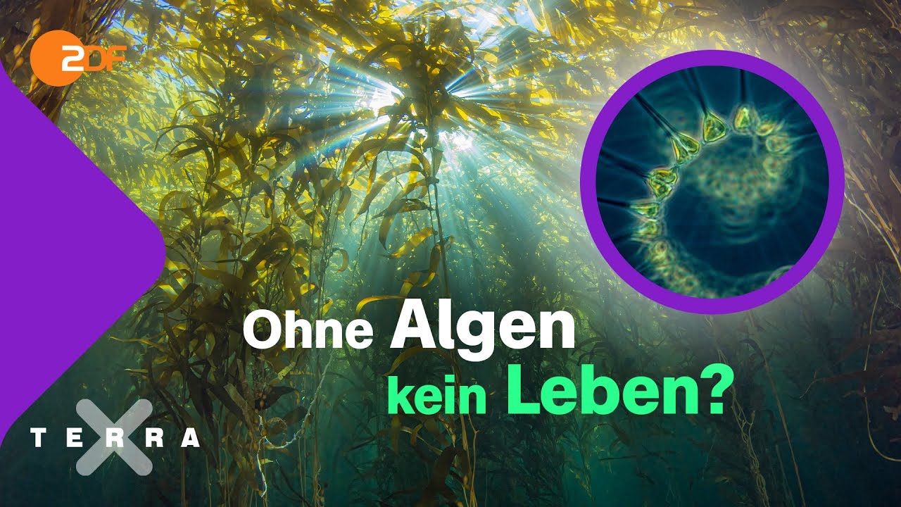 Algen - Ein unbekannter Rohstoff | Doku HD Reupload | ARTE