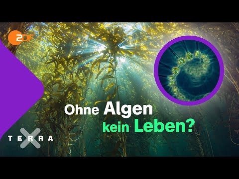 Video: Leben Kelpfische in Kelpwäldern?