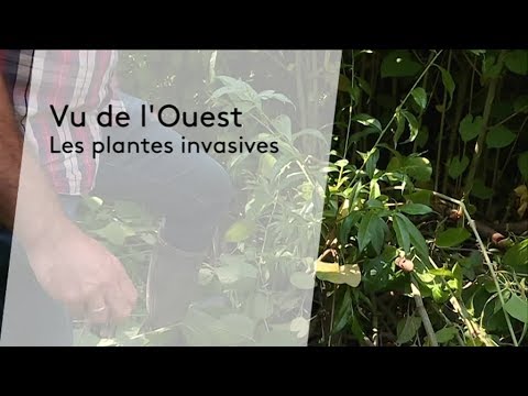 Vidéo: Plantes de jardin agressives - Comment confiner les plantes envahissantes