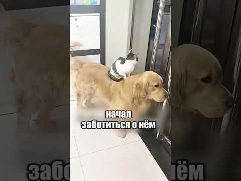 Собака стала мамой для котика 🥹😱 #милыеживотные #животные