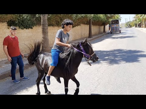 فيديو: مطبخ صغير رائع مع طبعات ركوب الخيل ، ميلان 2010