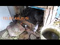 BELAJAR TERNAK KALKUN SKALA RUMAHAN BACKYARD TURKEYS