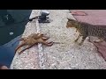 Gato vs polvo luta epica