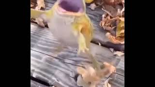 laughing frog