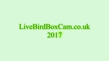Live Bird Box cam #ep1 - Welcome to nesting 2017