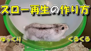 動画って紙芝居なんです【ハムスター/回し車/飼い方/かわいい/ペット/小動物/土飼育/Keeping hamsters in the soil】