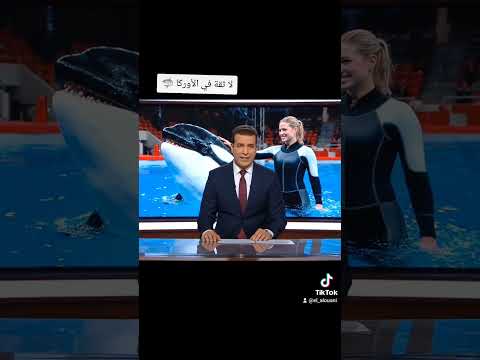 بسبب حوت الأوركا المروضة جيسيكا تلقى حذفها المغرب الجزائر مصر حوت    