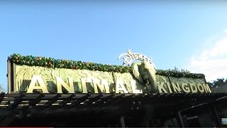 A Wild Adventure at Disney's Animal Kingdom! - 12 Days of Disney Vlogs! (Day 3) | BrandonBlogs