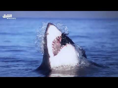 مواجهات الحياة البرية: عضّة قاتلة - الحلقة