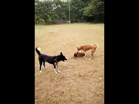 Dingo Đông Dương còn xót lại tại Việt Nam