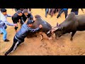 Iadaw masi iadaw masi today iatur masi iadawmasi iadawmasitoday bullfight animals  funny