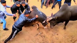 iadaw masi ||iadaw masi today ||iatur masi #iadawmasi #iadawmasitoday #bullfight #animals  ||funny Resimi