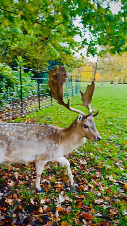 A surprise meet-up in Haarzuilens 🦌✨
