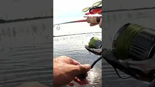 スピナーベイト　DOOON オレタチファイヤー　#shorts