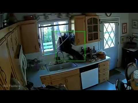 Good Morning ... დილა დათვ-მშვიდობისა! )))