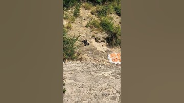 Axial Ryft Rbx10 - Fusion pro 2300kv - 14T - 3S - Hill climb test ...