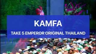 Louhan Kamfa Take 5 Emperor Flowerhorn Original Thailand