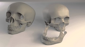 Human Skull 3D model from CGTrader.com