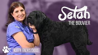 Mastering Bouvier des Flandres Grooming: A Show Ring Preparation Guide - Kitty Talks Dogs by Transgroom TV 3,131 views 2 months ago 1 hour, 28 minutes