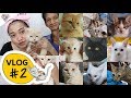 I HAVE 9 CATS?! | MEET THE CHIKUTINGS | MAE LAYUG 2018| Vlog #2