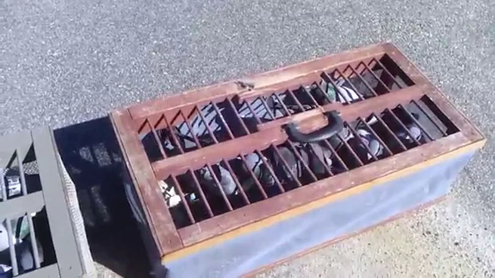 HOW MY BROTHER RACED PIGEONS John Macchia racing p...
