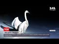 Люди масово несуть зерно та хліб лебедям і качкам, але орнітологи кажуть, що це може нашкодити