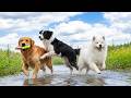 12 Hours of Dog TV for Dogs to Watch 💖 Dog Relaxation Music 🎶 Dog Music to Calm Them While Alone