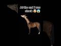 “I Stopped a Running Horse With My Bare Hands 😱 (Everyone Was Shocked)”