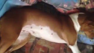 БАСЕНДЖИ ВЕНДИ СТИСНЯЕТСЯ .Basenji WENDY hesitate БАСЕНДЖИ ВЕНДИ СТИСНЯЕТСЯ .Basenji WENDY hesitate