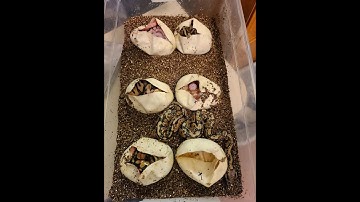 Cutting my first clutch of ball python eggs!!  What are they??  I don