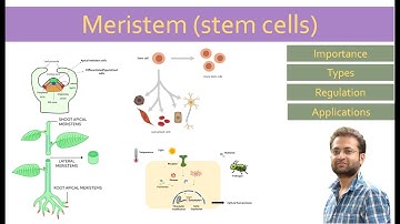 Meristem (stem cells) importance, types, regulation. How they work?