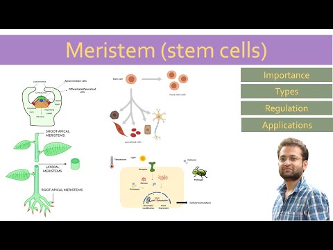 Meristem (stem cells) importance, types, regulation. How they work?