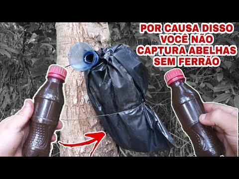 Vídeo: Livrando-se Das Abelhas Carpinteiras: 4 Dicas