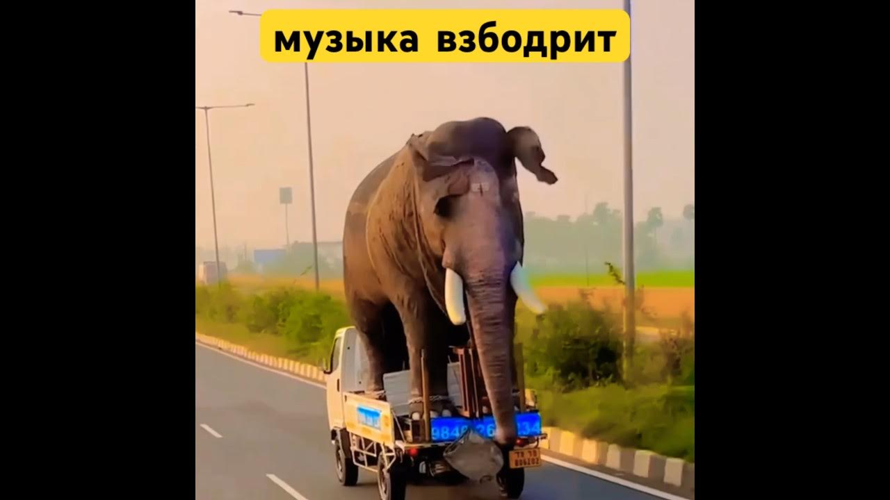 Не кисни! #shorts #animals #hiphop #music - YouTube