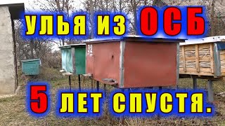 УЛЬЯ ИЗ ОСБ 5 ЛЕТ СПУСТЯ.